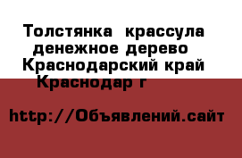 Толстянка (крассула) денежное дерево - Краснодарский край, Краснодар г.  »    